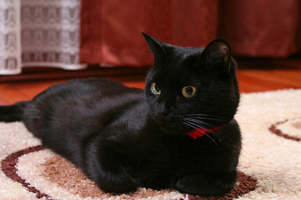 黒猫,8月17日,黒猫感謝の日