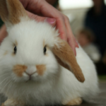 ウサギははなぜ鼻をヒクヒク動かすの？その理由とは？