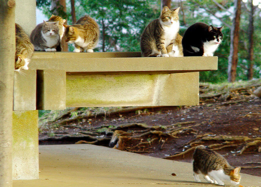 「猫の集会」の目的とは？考えられる３つの説について。