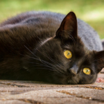 【8/17はなぜ黒猫感謝の日??】由来や黒猫に関する可愛い雑学まとめ。