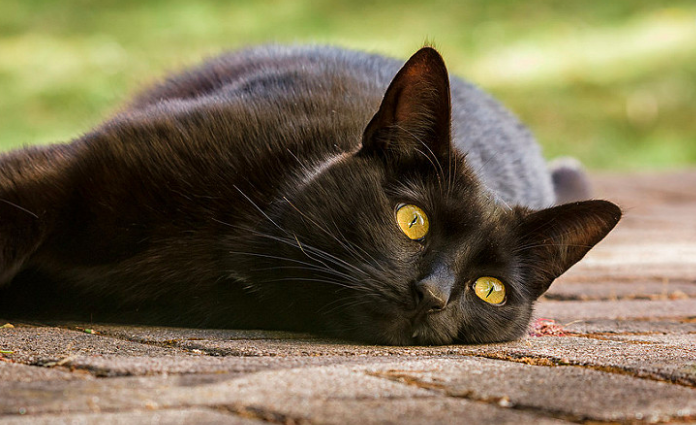 【8/17はなぜ黒猫感謝の日??】由来や黒猫に関する可愛い雑学まとめ。