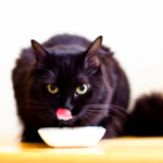 【猫の味覚】甘みや辛みは感じない？食べ物の好き嫌いはあるの？