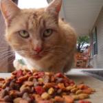 猫はカリカリと缶詰どっちが好き？与えるバランスは？