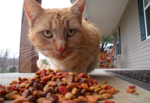 猫はカリカリと缶詰どっちが好き？与えるバランスは？