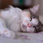 猫のいびきは要注意!?いびきをかく原因や理由・対処法についてのまとめ。