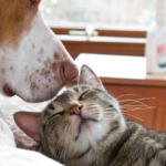 ペットの匂いの原因は何？効果的な対策法を紹介！エサは原因になっている??