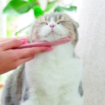 【うっとり♪】猫ちゃんがメロメロになる「ねこじゃすり」人気の理由は?