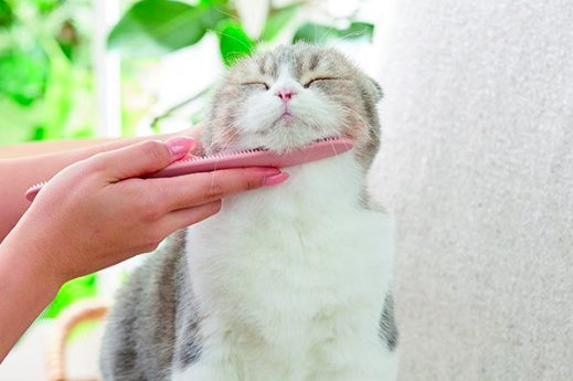 【うっとり♪】猫ちゃんがメロメロになる「ねこじゃすり」人気の理由は?