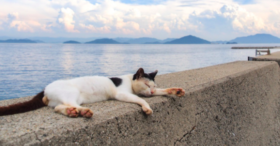 【猫の島】日本にある猫島観光スポット一覧まとめ。