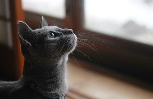 猫の種類 ロシアンブルーってどんな猫 性格や特徴のまとめ ネコについての解説 Animol アニモル