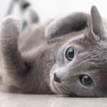 【猫の種類】ロシアンブルーってどんな猫??性格や特徴のまとめ。|ネコについての解説。