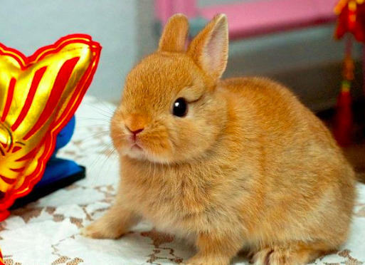 【うさぎの種類】ネザーランドドワーフってどんな種類??|ウサギについての解説。