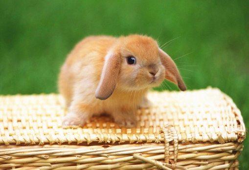 【ホーランドロップ】ウサギについての解説。うさぎの性格や特徴のまとめ。