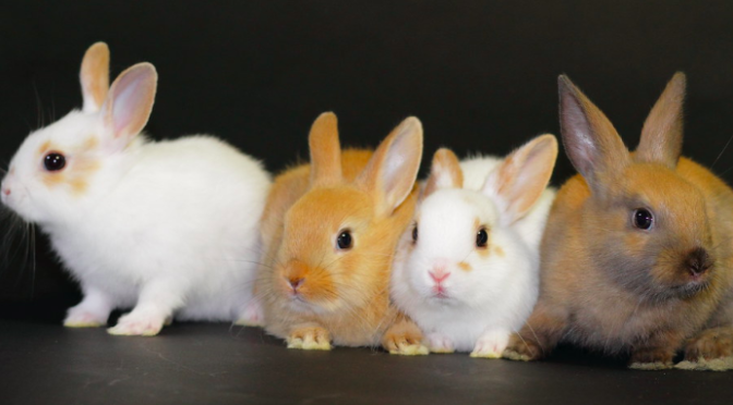【 ウサギの種類】ミニウサギってどんな種類?|ウサギの種類についての解説。
